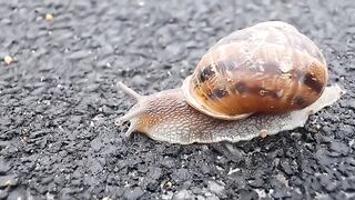 Beautiful Animals and Relaxing Sounds.