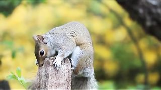 Amazing animals videoo