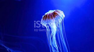 Sea video