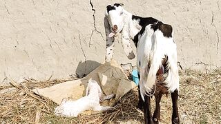 New Entry Ma Sha Allah....new goat entry