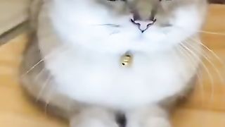 Funny cat#funny video#funny cat# funny pats#fun#funny videos# unnytiktok#funny# cute#cutecat#lovelycats
