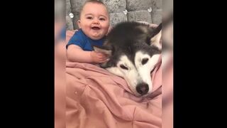 Try to not laugh ???? cute dog cute puppy pets funny videos