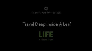 INSIDE OF LEAF