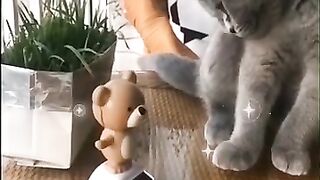 #HP radicalreuse#funnycatsvideos#catlovers#petslovers#catok#foryoupage#foryou#timeplate#pakistanzindabad#????????❤❤????????