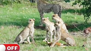 Lion humanity!!