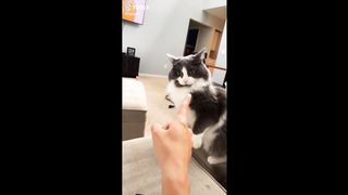 More Funny Animal Videos That Are IMPOSSIBLE Not To Laugh At ????