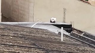 Cat look Dog