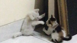 two little kittens playing