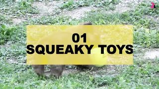 Top Ten Sounds That 'Dog' Loves