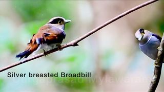 Vietnam birding with Wildwood tours of India