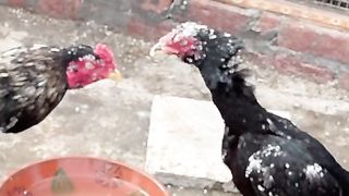 Cook fighting  beautiful