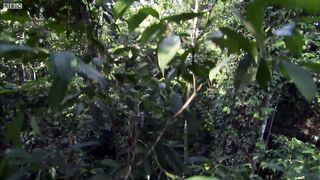 Bird Of Paradise Courtship Spectacle  Planet Earth  BBC Earth