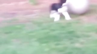 Funny cats and dogs