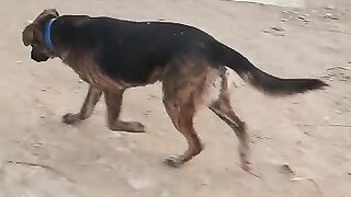 Dog love