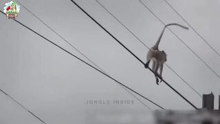 एक झटके में जलकर राख हो गया  Animals Getting Shocked(720P_HD).