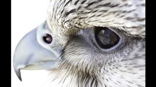 Gyrfalcon female takes Canada goose (1)