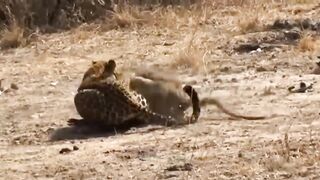 Rare Story_ Leopard Heartlessly killed Mother Baboon And Became The Adoptive Mother Of Baby Baboon(720P_HD).