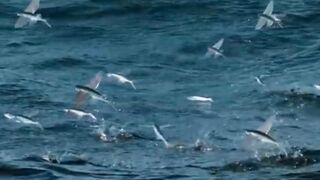 Beautiful flaying fish