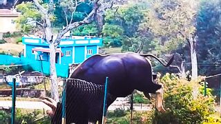 Bull is jumping