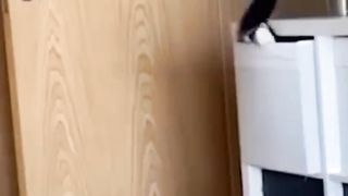 Cats and Dogs #petfunny #funnycat#funnydog#cat #youtubeshorts #shortvideo #shorts #cats #funny#dog