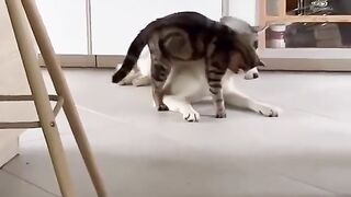 Cute Cat Funny Scene ???????????????? Playing With Dog