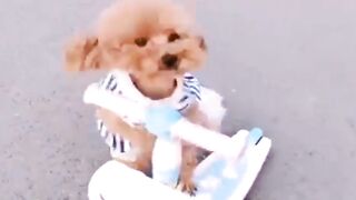 Cats and Dogs #petfunny #funnycat#funnydog#cat #youtubeshorts #shortvideo #shorts #cats #funny#dog