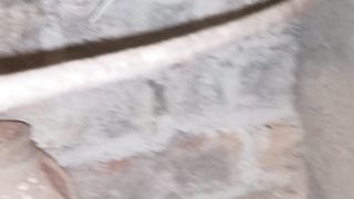 Hogo romo parrots