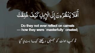 Surah Al Ghashiyah {17- 26}. Urdu and English Translation.