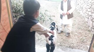 ???? goat|| cute child play with goat