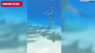 The One who Sleeps with the Shark