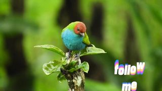 colourful Bird