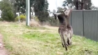 Brothers fight