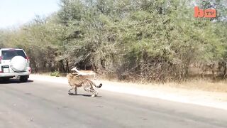 Animal on road hunting