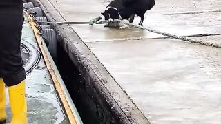 Funny Animals