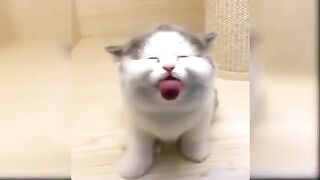 Funny cat video