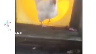 Cute Hen