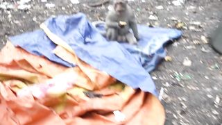 Monkeys Being Familiar With Living Beside Human Society 13 | Viral Monkey