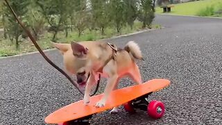 Tiny skater papico