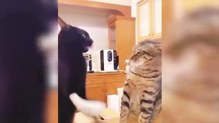 Funny cats and dog video