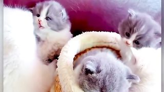 Best funny cats- shorts | beautiful cats
