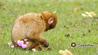 Monkey is hungry