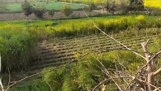 village life in pakistan