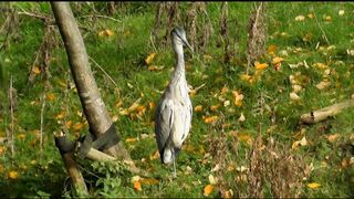 12k birds video,s