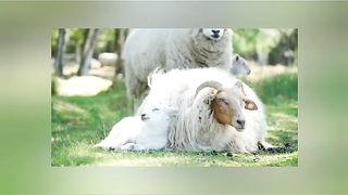 Baby Goat Resting with Mother Goat