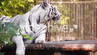 Tiger Ready To Move Video and music