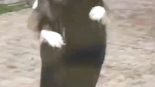 Cats and Dogs #petfunny #funnycat#funnydog#cat #youtubeshorts #shortvideo #shorts #cats #funny#dog