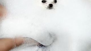 Cute Doge's