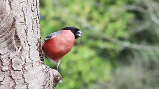 Most Beautiful singings of birds and animals relax our mind