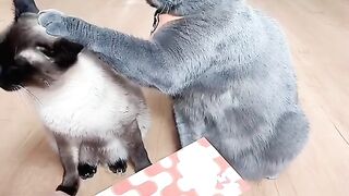Cute cats funny Moments ????