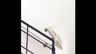 Cute Parrots Videos Compilation cute moment of the animals